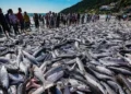 Safra histórica da tainha em Santa Catarina surpreende pescadores e especialistas
