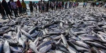 Safra histórica da tainha em Santa Catarina surpreende pescadores e especialistas