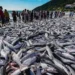 Safra histórica da tainha em Santa Catarina surpreende pescadores e especialistas