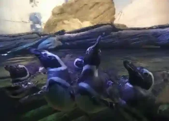Inverno aumenta a presença de baleias, pinguins e mamíferos marinhos nas praias de Santa Catarina