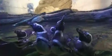 Inverno aumenta a presença de baleias, pinguins e mamíferos marinhos nas praias de Santa Catarina