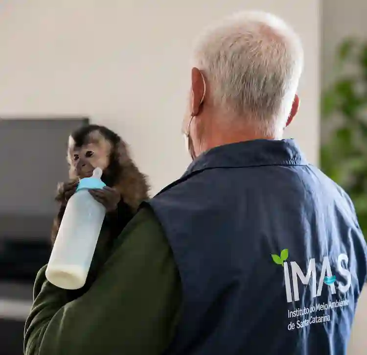 Macaco-prego é resgatado em Itapema após descoberta de documento falso
