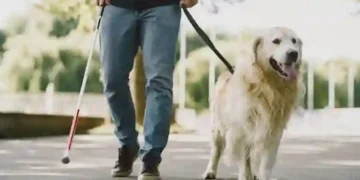 Uber é multada em R$ 384 mil após motorista recusar atleta cego com cão-guia em Florianópolis