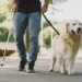 Uber é multada em R$ 384 mil após motorista recusar atleta cego com cão-guia em Florianópolis