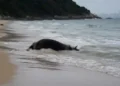Vaca é encontrada boiando na Praia de Laranjeiras, em Balneário Camboriú