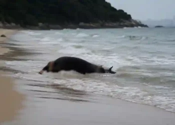 Vaca é encontrada boiando na Praia de Laranjeiras, em Balneário Camboriú