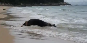 Vaca é encontrada boiando na Praia de Laranjeiras, em Balneário Camboriú