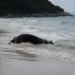 Vaca é encontrada boiando na Praia de Laranjeiras, em Balneário Camboriú