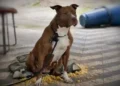 Pitbull escapa e mata cadela durante ataque em Balneário Camboriú