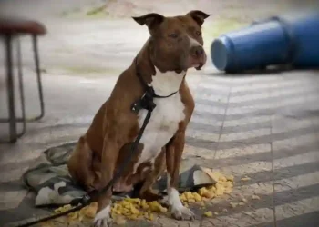 Pitbull escapa e mata cadela durante ataque em Balneário Camboriú