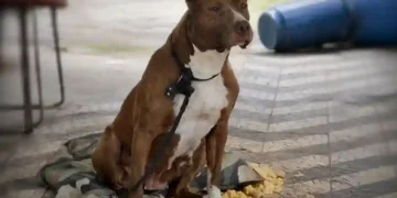 Pitbull escapa e mata cadela durante ataque em Balneário Camboriú
