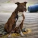 Pitbull escapa e mata cadela durante ataque em Balneário Camboriú