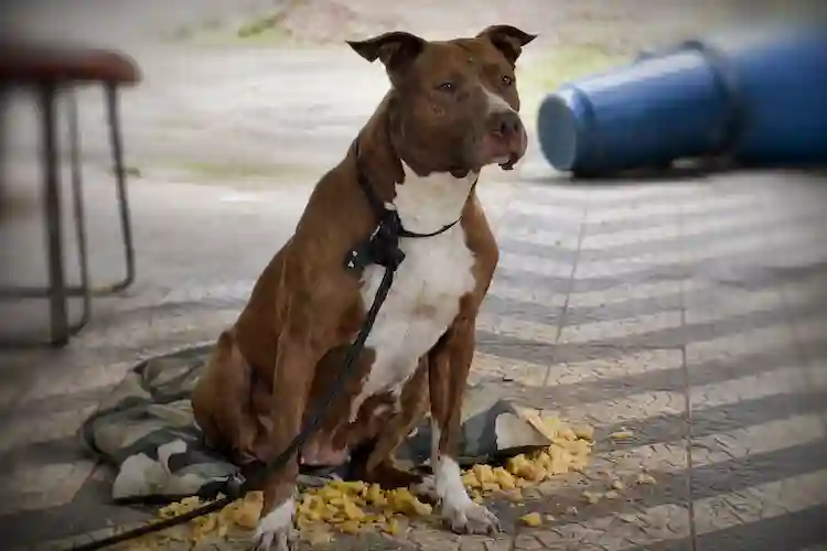 Pitbull escapa e mata cadela durante ataque em Balneário Camboriú
