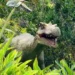 Fóssil de dinossauro que será devolvido ao Brasil tem réplica em parque de SC