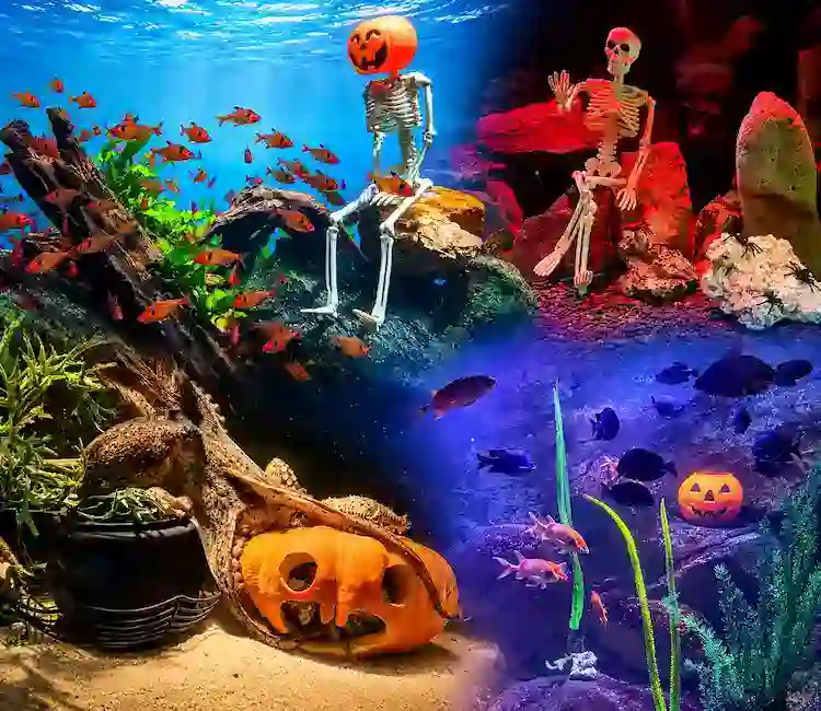 Animais do Oceanic Aquarium de Balneário Camboriú participam de decoração especial de Halloween com esqueletos, abóboras e elementos temáticos nos aquários. Halloween em Balneário Camboriú, Oceanic Aquarium, atrações em Balneário Camboriú, crianças não pagam, turismo em Santa Catarina.